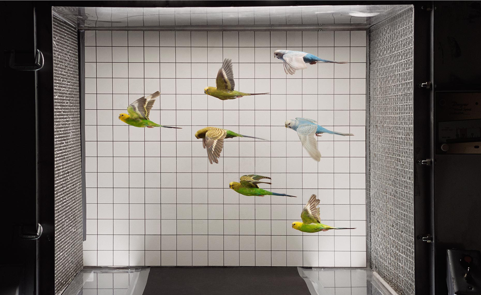 Birds In Wind Tunnel
